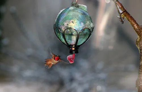 Hummingbird In The Snow